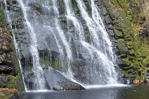 Pet Store «Abrams and Weakley General Store for Animals», reviews and photos, 3963 N 6th St, Harrisburg, PA 17110, USA