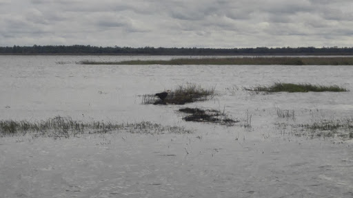 Boat Tour Agency «Airboat Rides at Loughman Lake», reviews and photos, 1955 Hatbill Rd, Mims, FL 32754, USA