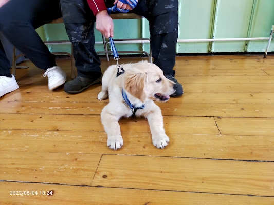 Pet Behaviour Scotland