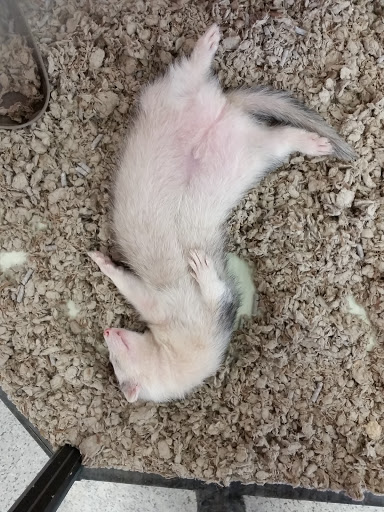 Pet Supply Store «Petco Animal Supplies», reviews and photos, 2722 N Josey Ln #107, Carrollton, TX 75007, USA