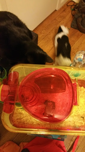 Pet Supply Store «PetSmart», reviews and photos, 700 Gallery Blvd b, Scarborough, ME 04074, USA