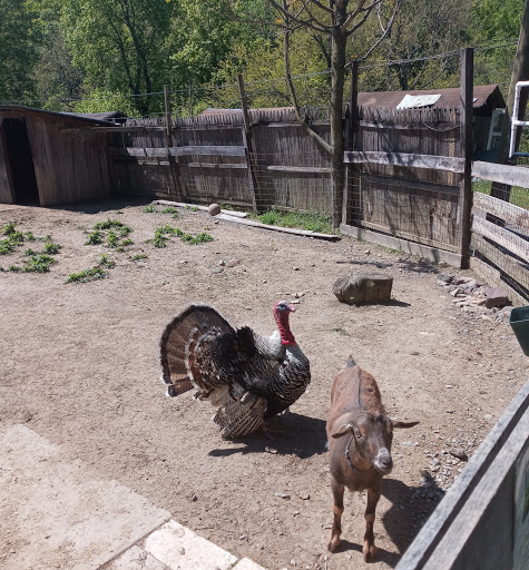 Zoo «Tri-State Zoological Park», reviews and photos, 10105 Cottage Inn Ln NE, Cumberland, MD 21502, USA