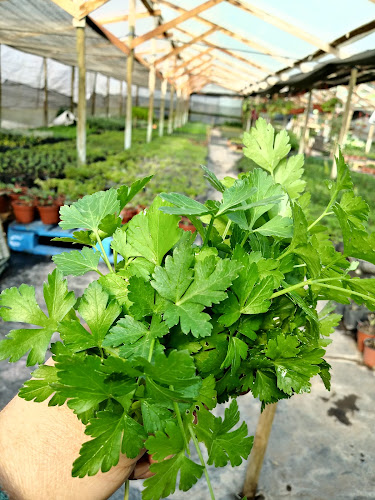 Vivero Danise Hierbas Medicinales, Aromaticas y Plantas.