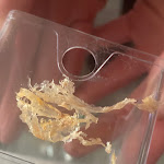 Photo n°1 de l'avis de Ti.i fait le 31/10/2021 à 13:27 sur le  Orient Oase 2 à Neubrandenburg