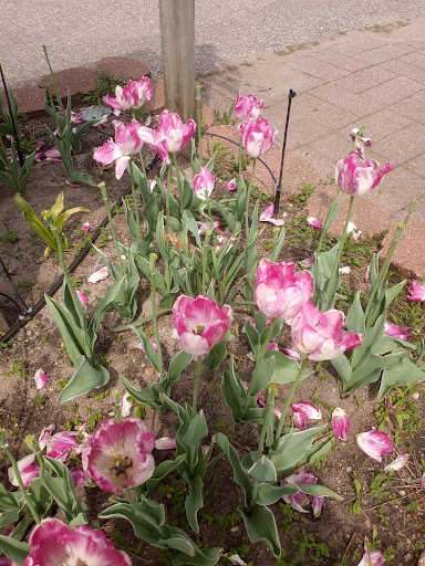 Pottery Store «De Klomp Wooden Shoe & Delftware Factory», reviews and photos, 12755 Quincy St, Holland, MI 49424, USA