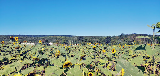 Tourist Attraction «Sunflower Maze», reviews and photos, South St, Middlefield, CT 06455, USA