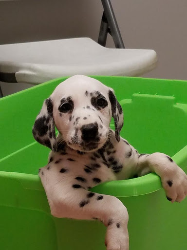 East Holmes Veterinary Clinic image