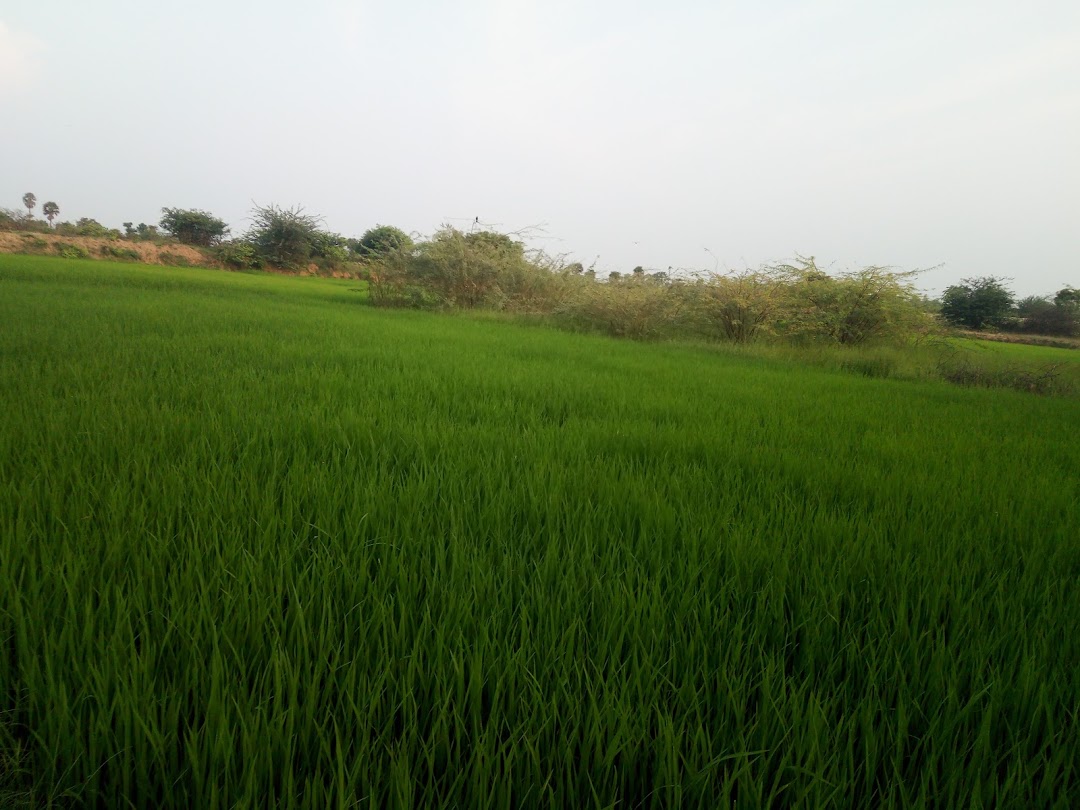 ஸ்ரீமாணிக்கனார் கோவில்