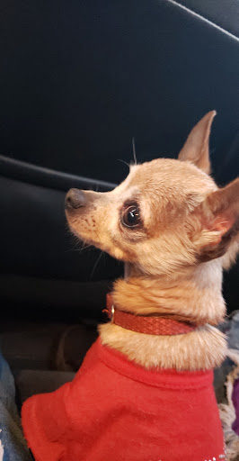 Pet Supply Store «Cats and Dogs - Pet Supplies & Grooming», reviews and photos, 2833 Hyperion Ave, Los Angeles, CA 90027, USA