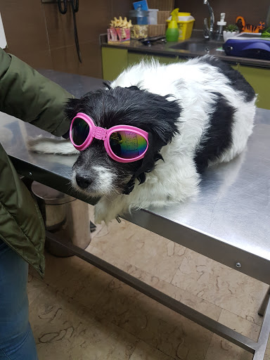 Hospital Veterinario Asturias en Gijón