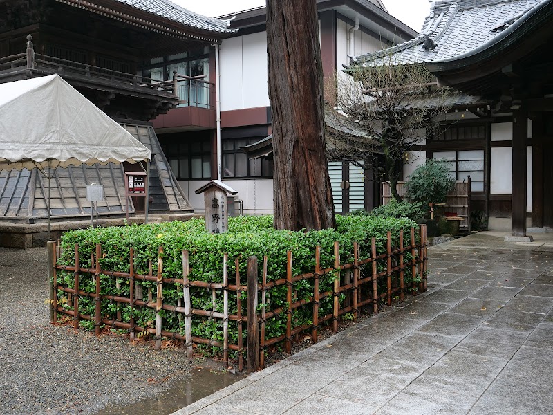 高野槇（悠仁親王殿下御印の樹）