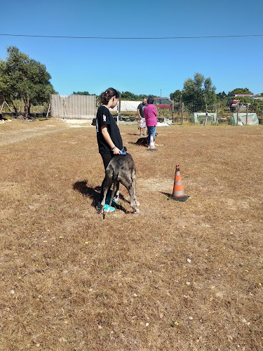 SUKI DOG - TREINAMENTO CANINO