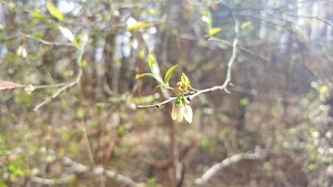 Scenic Mountain - photo 60