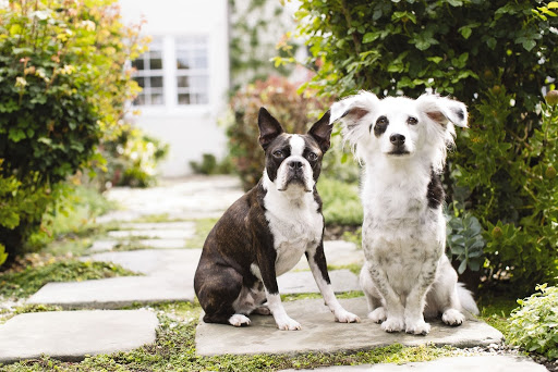 Pet Supply Store «PetSmart», reviews and photos, 23271 Eureka Rd, Taylor, MI 48180, USA