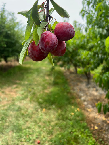 Orchard «Weed Orchards & Winery», reviews and photos, 43 Mt Zion Rd, Marlboro, NY 12542, USA
