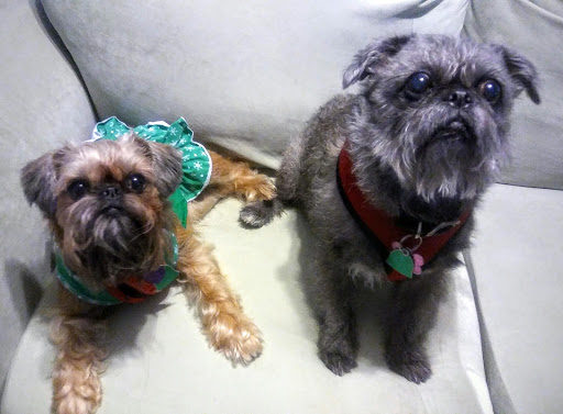 Wholistic Veterinary Care image
