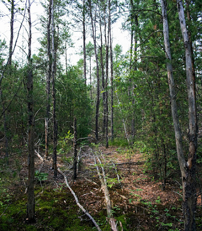 Arena Pines & Sand Barrens State Natural Area