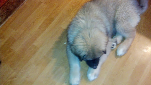 Golf Club «Crosswinds Golf Club», reviews and photos, 424 Long Pond Rd, Plymouth, MA 02360, USA