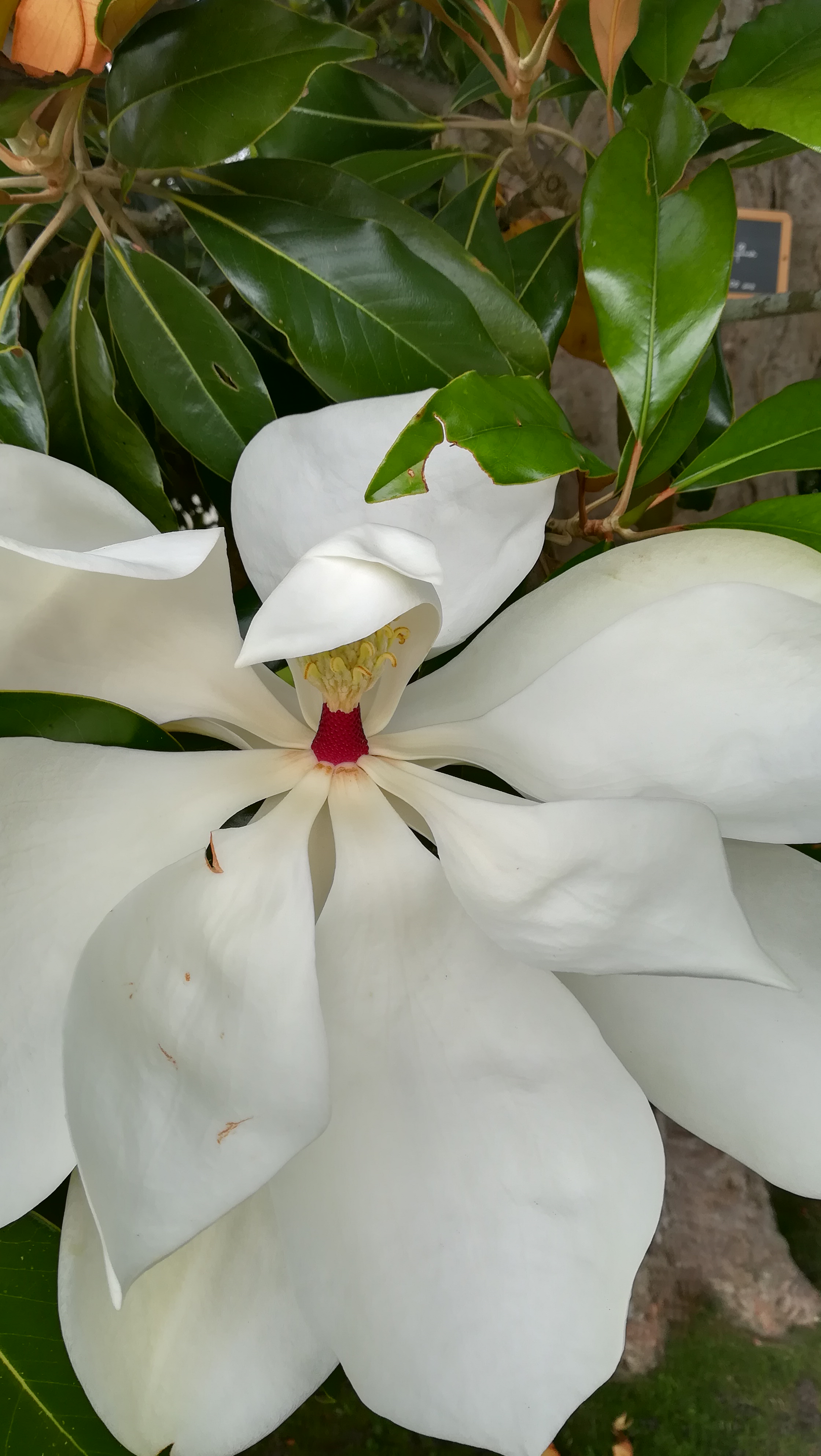 Photo n° 8 de l'avis de Flores.a fait le 16/06/2018 à 16:46