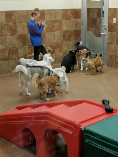 Pet Supply Store «PetSmart», reviews and photos, 2160 Jericho Turnpike, Commack, NY 11725, USA