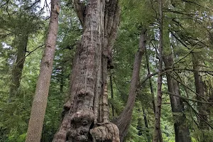 Rockaway Big Tree Trailhead image