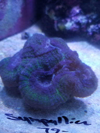 Aquarium «Jays Aquatics», reviews and photos, 10 Lawrence Rd, Salem, NH 03079, USA