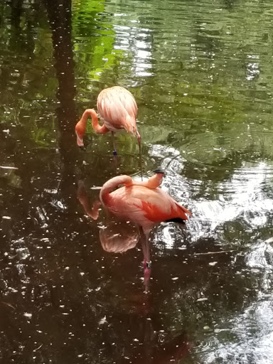 Zoo «Jacksonville Zoo and Gardens», reviews and photos, 370 Zoo Pkwy, Jacksonville, FL 32218, USA