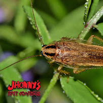 Jhonny's Pest Control, Inc. - Photo 6 - Car repair in , Santa Barbara