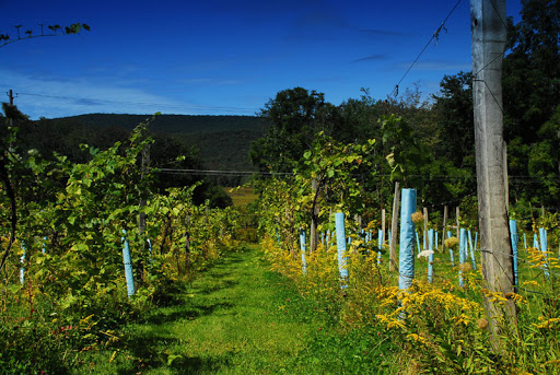 Winery «Bashakill Vineyards», reviews and photos, 1131 S Rd, Wurtsboro, NY 12790, USA