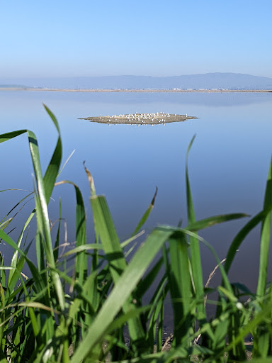 Park «Alviso Marina County Park», reviews and photos, 1195 Hope St, Alviso, CA 95002, USA