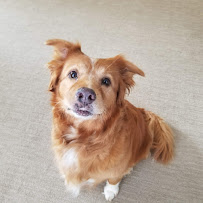 Paw 2 Paw Pet Sitting - Photo 5 - Car repair in , Roanoke