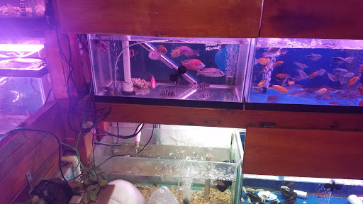 Pet Supply Store «New Lucky Fish Aquarium & Pet Supply», reviews and photos, 4818 8th Ave, Brooklyn, NY 11220, USA