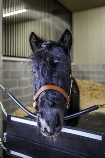 Museum «Kentucky Derby Museum», reviews and photos, 704 Central Ave, Louisville, KY 40208, USA
