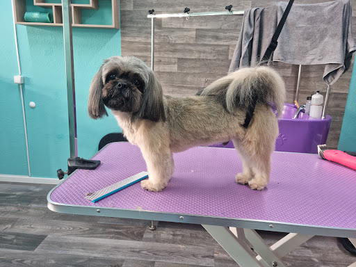 Hundesalon Felissima unter Bad Herrenalb, 