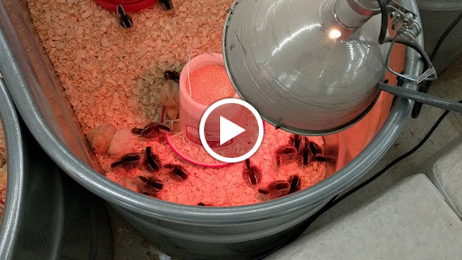 Home Improvement Store «Tractor Supply Co.», reviews and photos, 6015 S Transit Rd, Lockport, NY 14094, USA