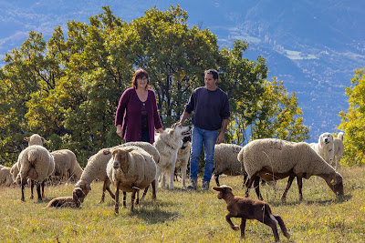 L agneau de nos montagnes à Prunières