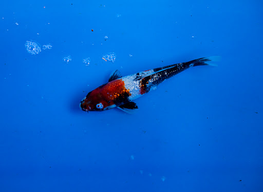 Pond Fish Supplier «The Funky Koi. Pet, Pond, Water Garden, Equine and Farm Supplies», reviews and photos, 41 Porter St, Berkley, MA 02779, USA