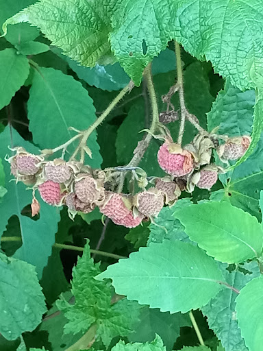 Park «Gorge Metro Park», reviews and photos, 1160 Front St, Cuyahoga Falls, OH 44223, USA