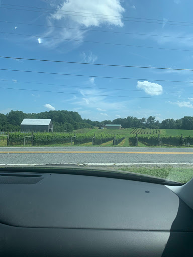Vineyard «Romano Vineyard & Winery», reviews and photos, 15715 Bald Eagle School Rd, Brandywine, MD 20613, USA