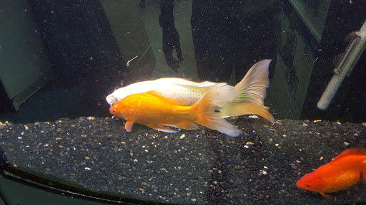 Pet Store «Petland Montgomery», reviews and photos, 7127 Eastchase Pkwy, Montgomery, AL 36117, USA