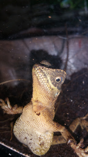 Pet Supply Store «Petco», reviews and photos, 590 E Waterfront Dr, Homestead, PA 15120, USA