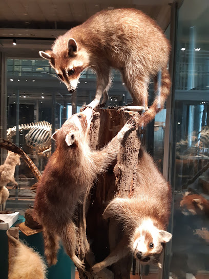 Evolutionsmuseet Zoologi
