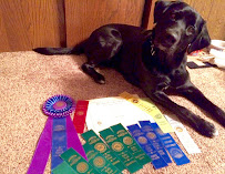 JN Dog Training - Photo 2 - Car repair in Green Bay, WI, Green Bay