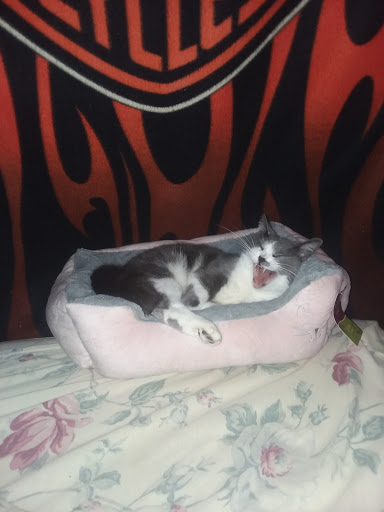 Pet Store «Art In Motion Pets», reviews and photos, 1893 S Western Ave, Marion, IN 46953, USA