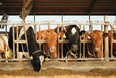 CLEAN LIFE à Cirières