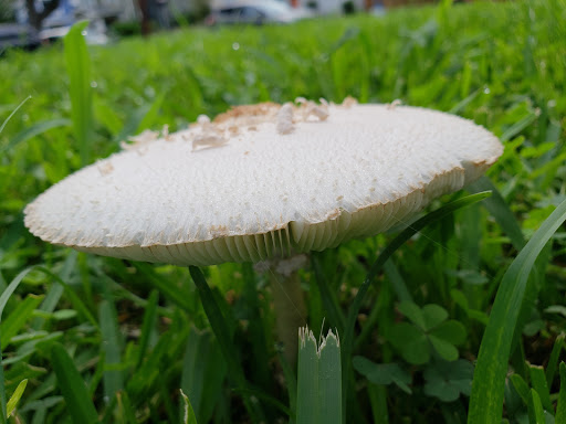 Park «Buckner Park», reviews and photos, 4550 Worth St, Dallas, TX 75246, USA