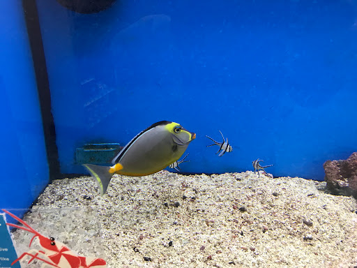 Pet Supply Store «Petco Animal Supplies», reviews and photos, 3444 S Mooney Blvd, Visalia, CA 93277, USA