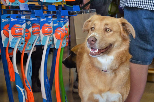 Pet Store «Pet Planet Ridgeview», reviews and photos, 2910 N Power Rd #103, Mesa, AZ 85215, USA