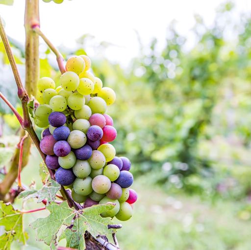 Winery «Bel Lago Vineyards & Winery», reviews and photos, 6530 S Lake Shore Dr, Cedar, MI 49621, USA