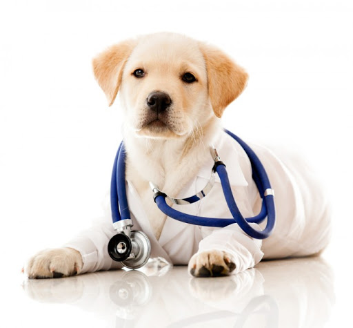 Harmony Road Animal Hospital image